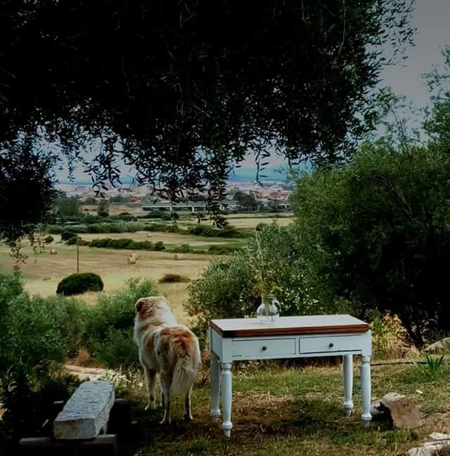 Bed and Breakfast Nacchinono Olbia Zewnętrze zdjęcie